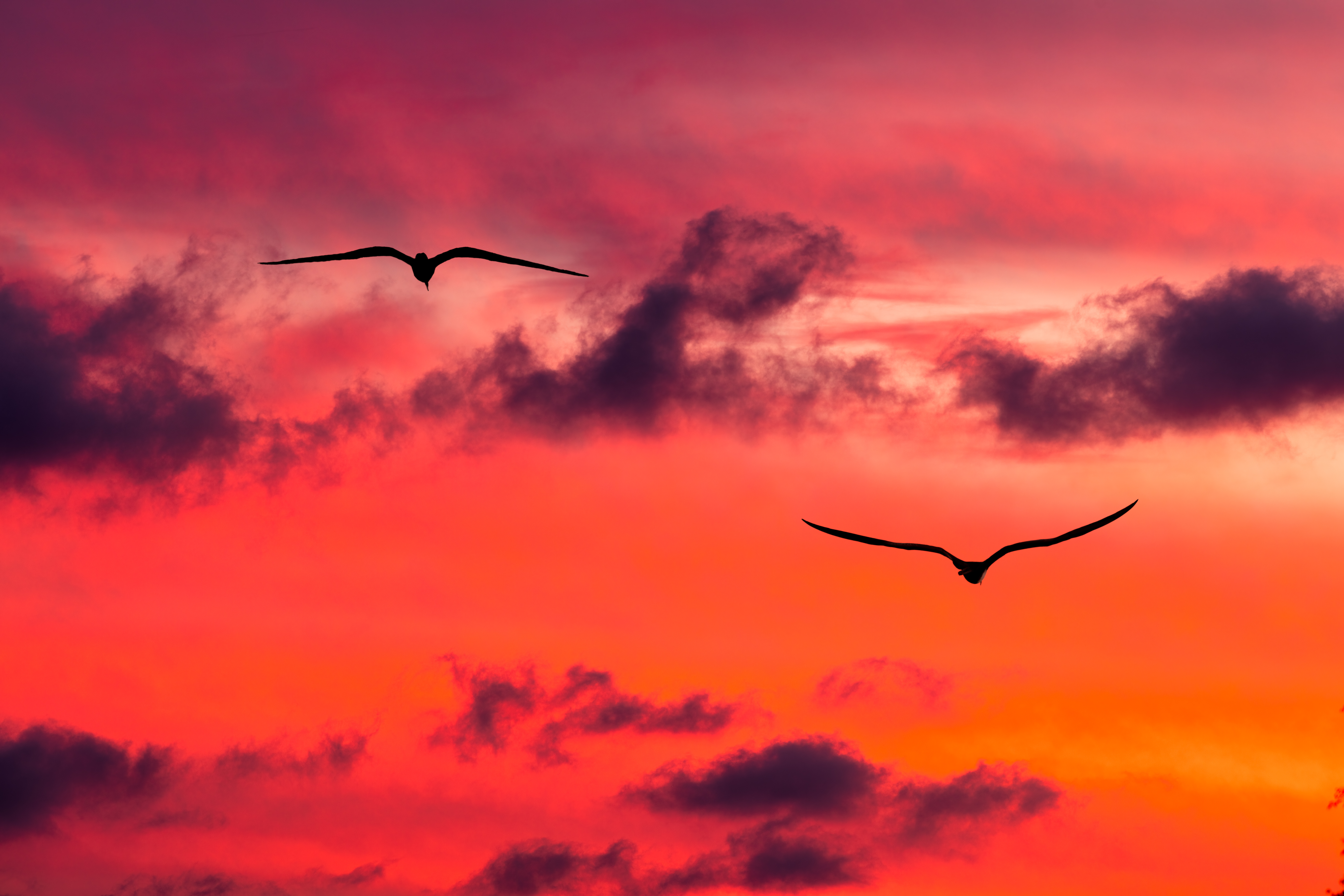 Bird silhouette flying in sunset sky
