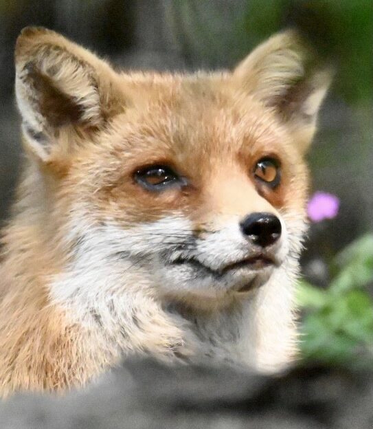 Nature photography portrait of a fox
