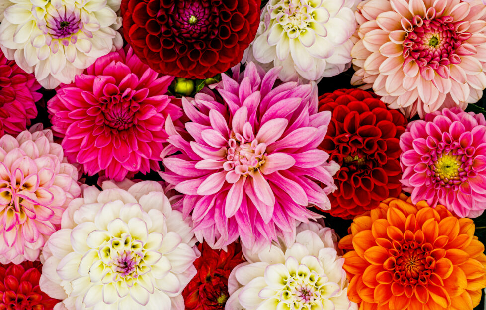 Coloured dahlias