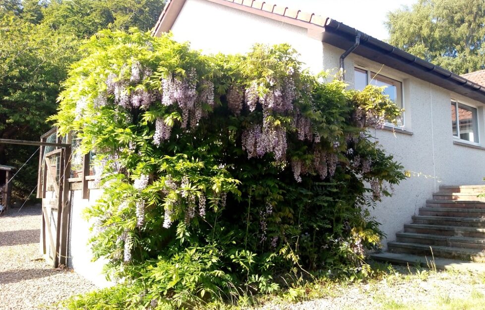 the wisteria hysteria