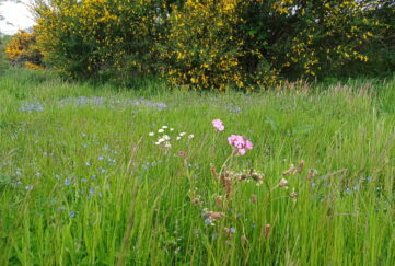Wildflowers in grassy field