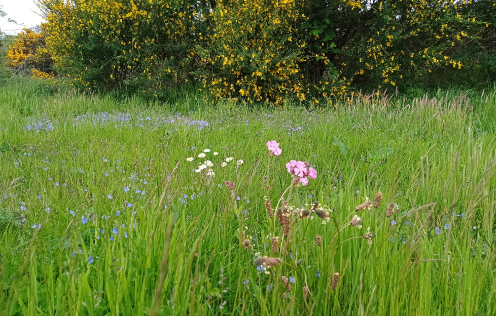 Wildflowers in grassy field