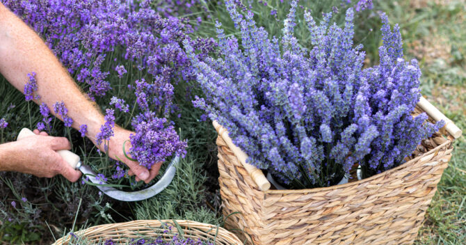 Hand harvesting lavendar plants and bunching them in a basket