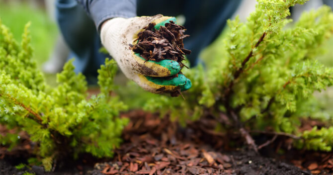 Gardener's gloved hand holding mulch and mulching soil