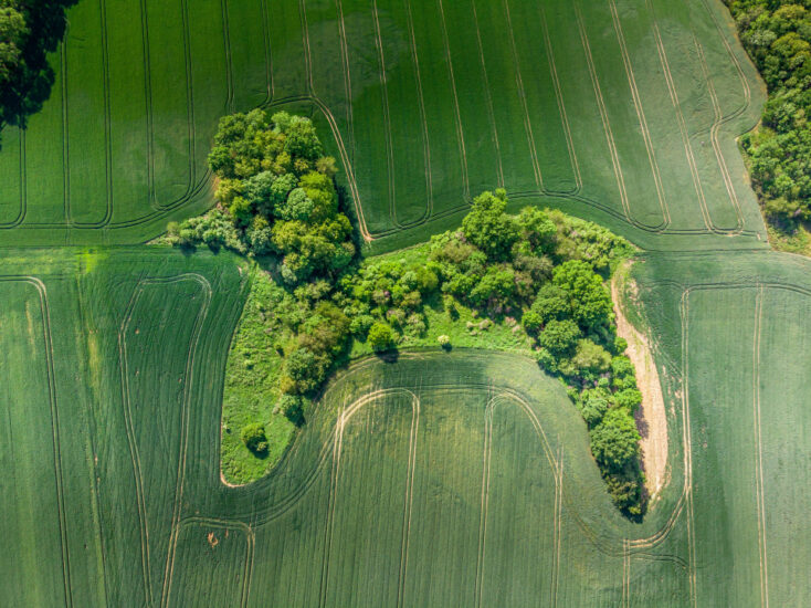 ‘Dog in the forest’. A collection of trees form a poodle looking image from an aerial perspective. By Jacek Pacholyczyk, taken in Dolny Śląsk, Poland. Provided by The CEWE Photo Award.