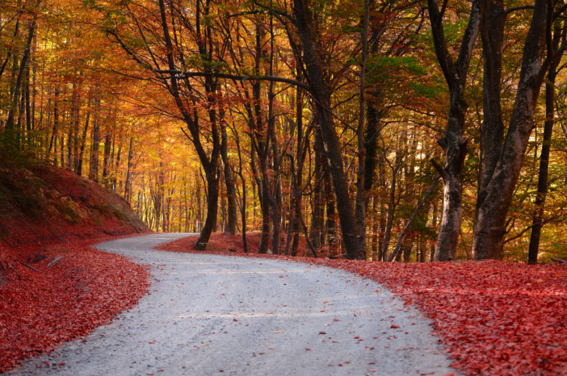 ‘The road to fall’. A picture perfect autumnal scene is set with red leaves and orange trees. Photographed by Damir Rajle, taken in Velika, Croatia. Provided by The CEWE Photo Award.