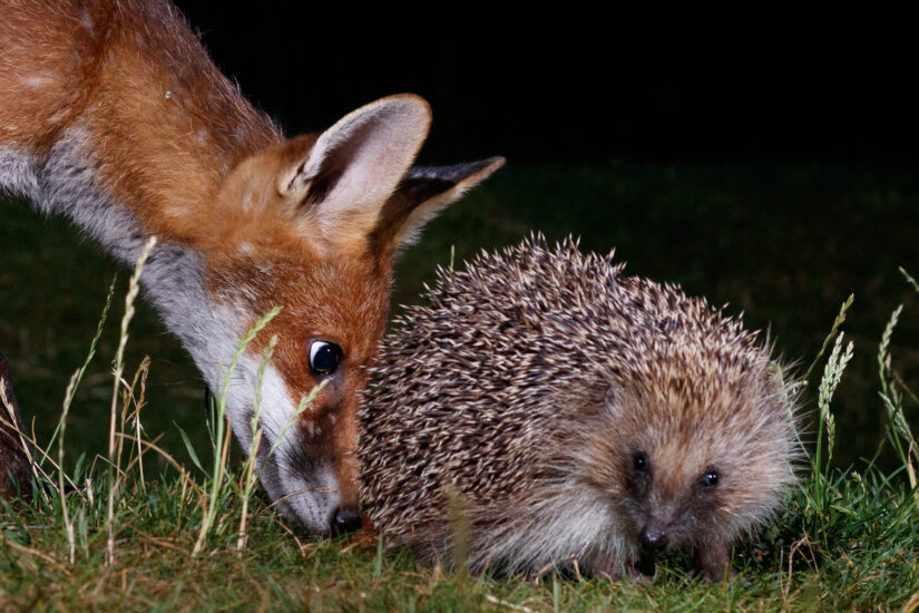Night time vision of fox and hedgehog