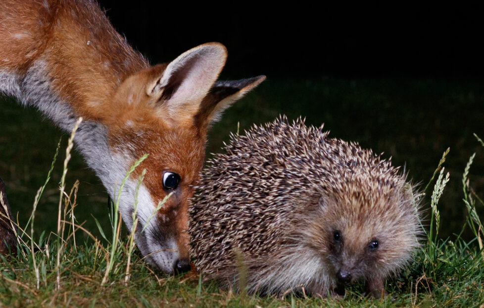 Night time vision of fox and hedgehog