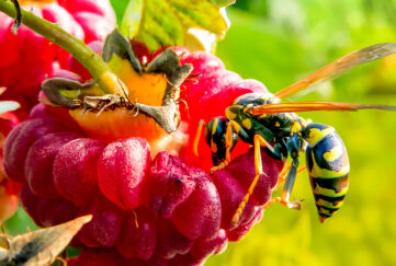 Wasp feeding on fruit