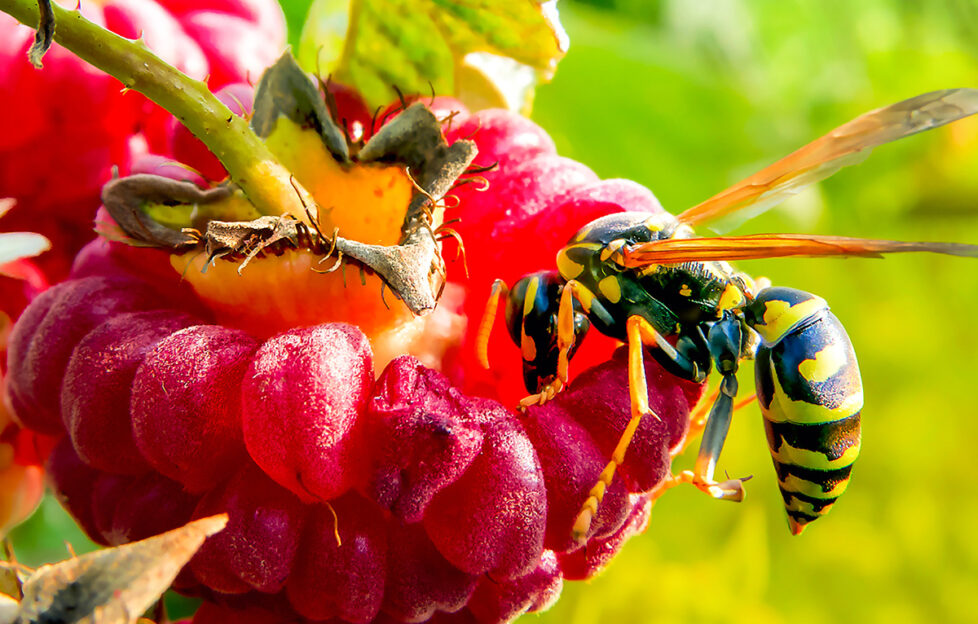 Wasp feeding on fruit