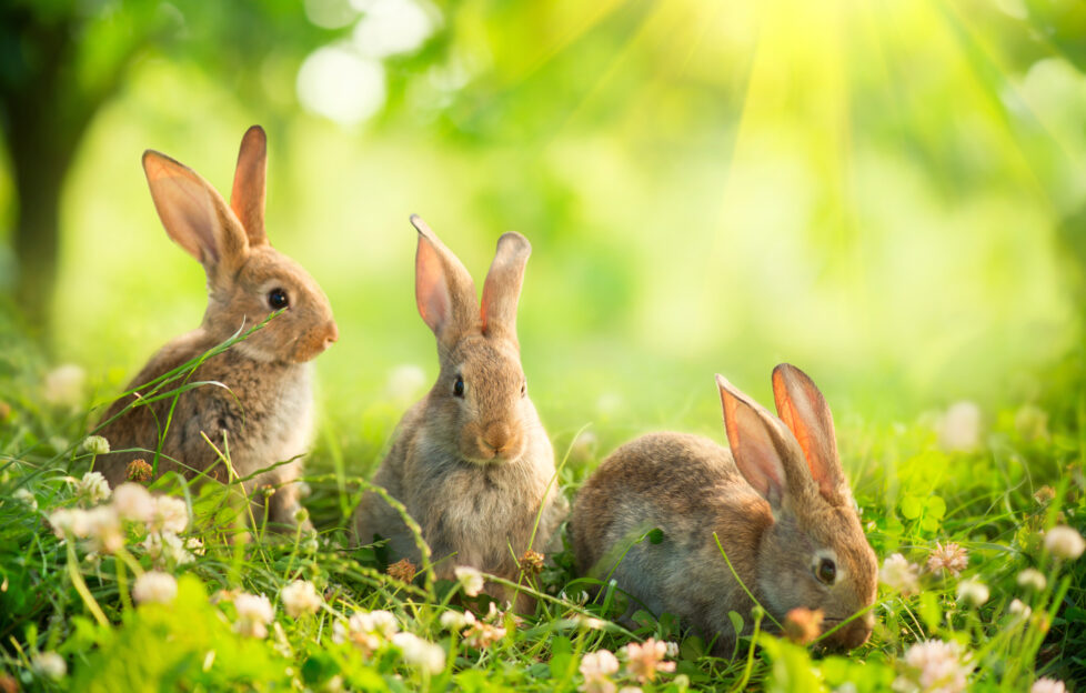 a trio of bunny rabbits in a sunlit meadow