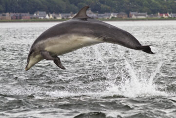 Bottlenose dolphin leaping from water