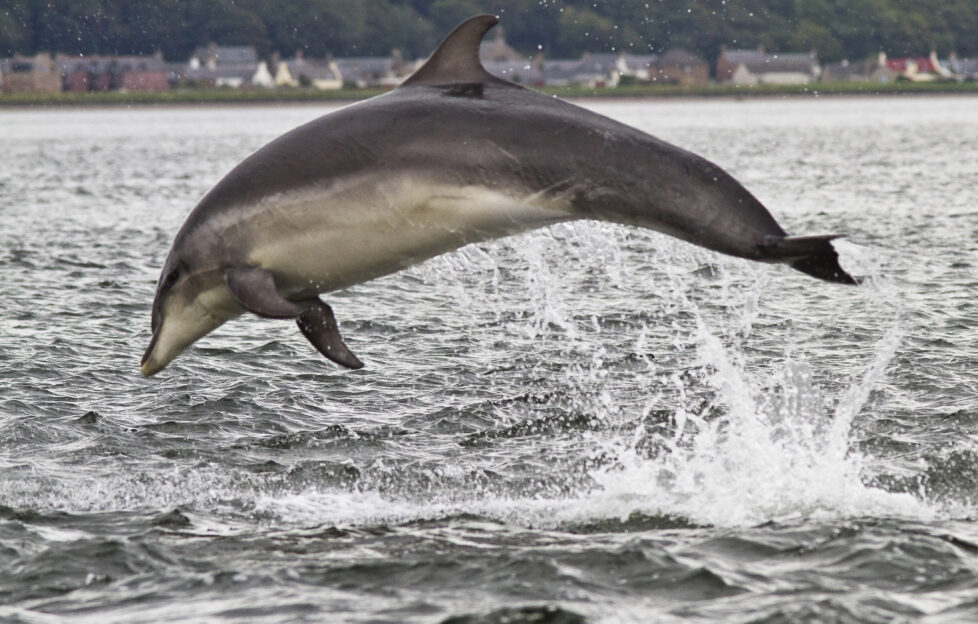 Bottlenose dolphin leaping from water