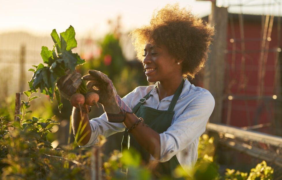 Woman pulling carrots from community garden