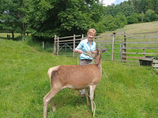 Polly Pullar on her farm with a deer