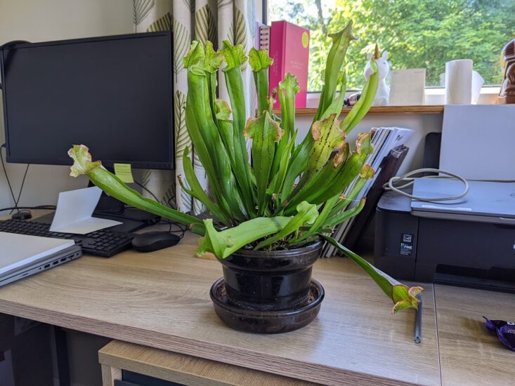 A carniverous plant on the desk next to a monitor
