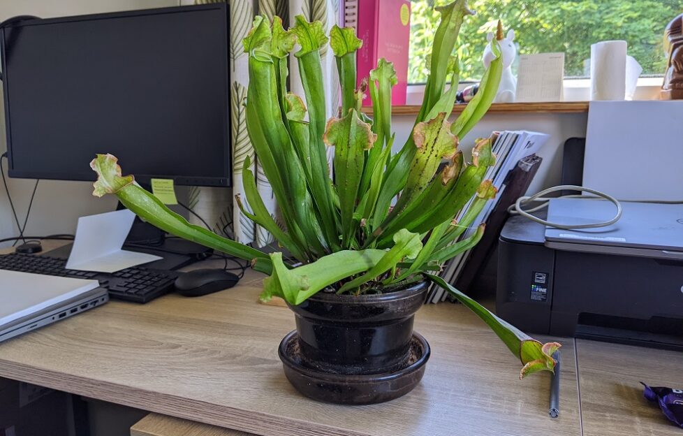 A carniverous plant on the desk next to a monitor