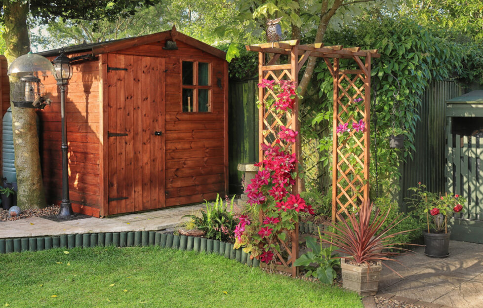 Dunny back garden with shed, trellis with pink flowers and patch of grass