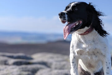 Bertie the dog on a rocky beach, tongue lolling out and windswept