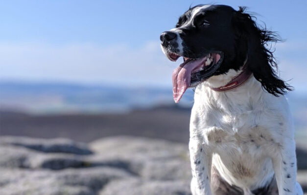 Bertie the dog on a rocky beach, tongue lolling out and windswept