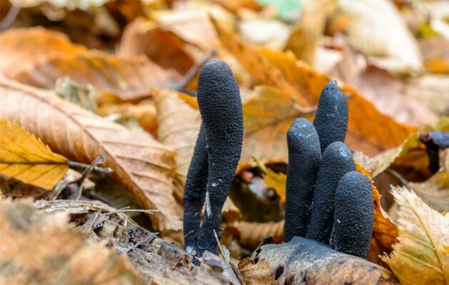 Dead Man's Fingers mushroom poking up from autumn leaves