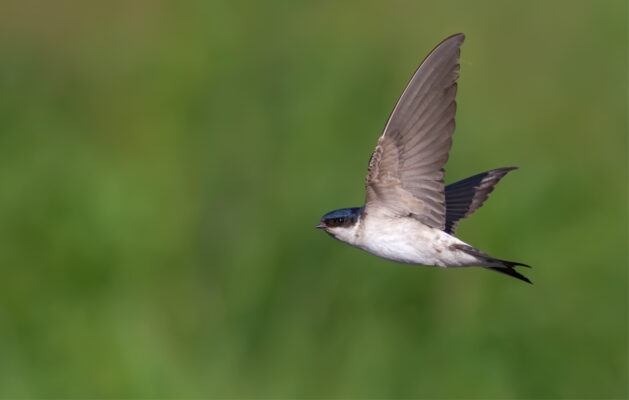 House Martin mid-flight