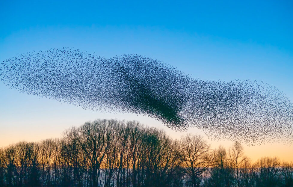 Cloud of starling murmuration across a blue to orange dusk sky