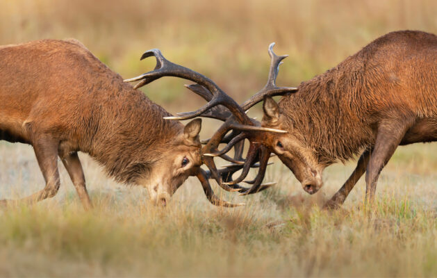 Red Deer antlers clashing