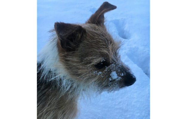 Tyke the terrier dog, close up of face dusted with snow on a snowy path