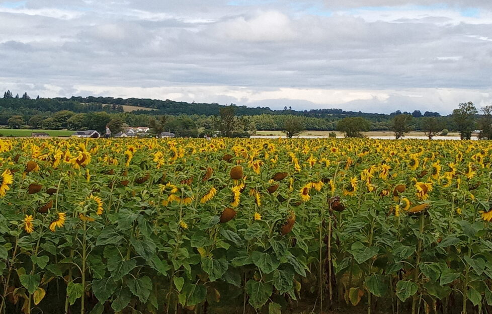 Field of sunflowers