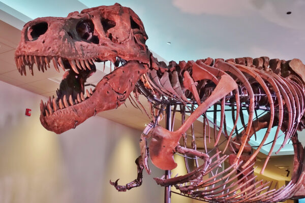 T Rex skeleton Sue displayed in museum