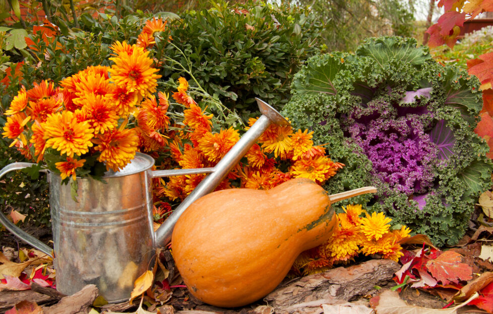 autumn squash and flowers in watering can in a garden