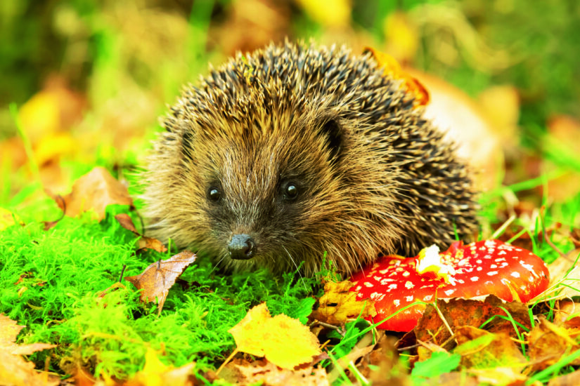 How To Help The Hedgehogs