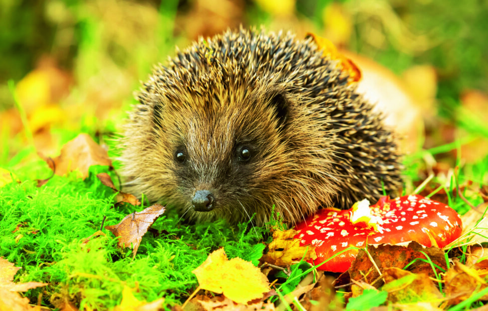 Hedgehog sitting in autumn leaves