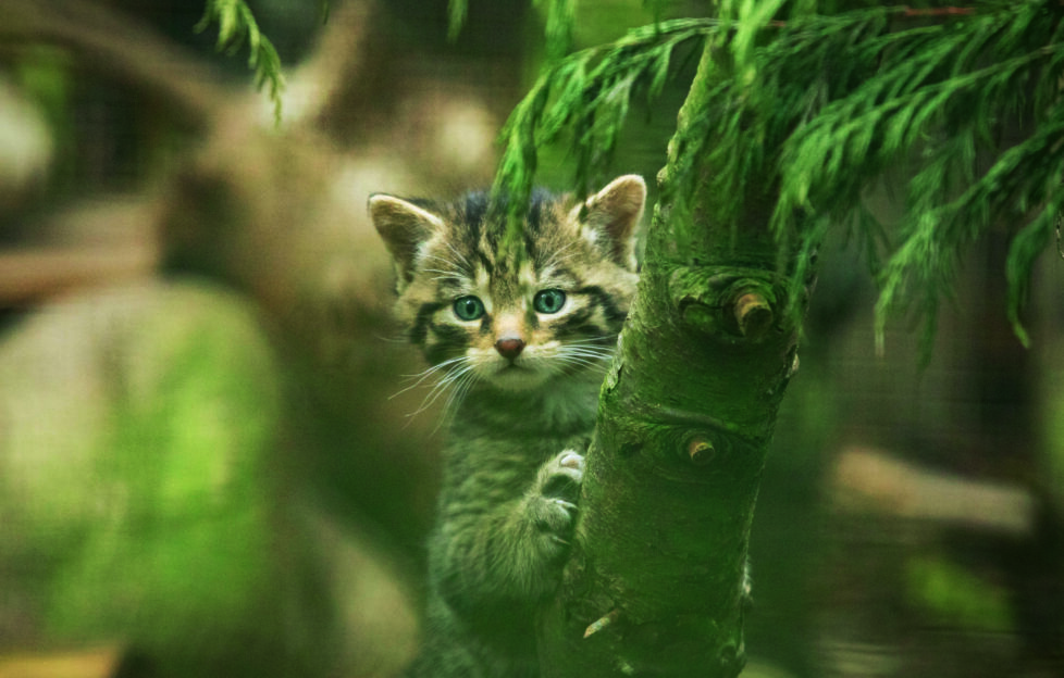 Scottish wildcat highland tiger peeking from a t ree