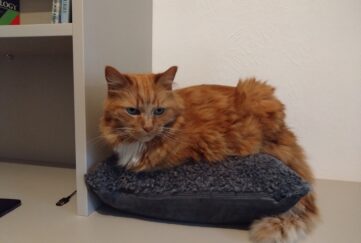 Angela's ginger cat Zorro sitting comfy on a new cushion