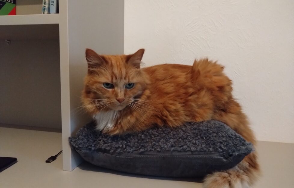 Angela's ginger cat Zorro sitting comfy on a new cushion