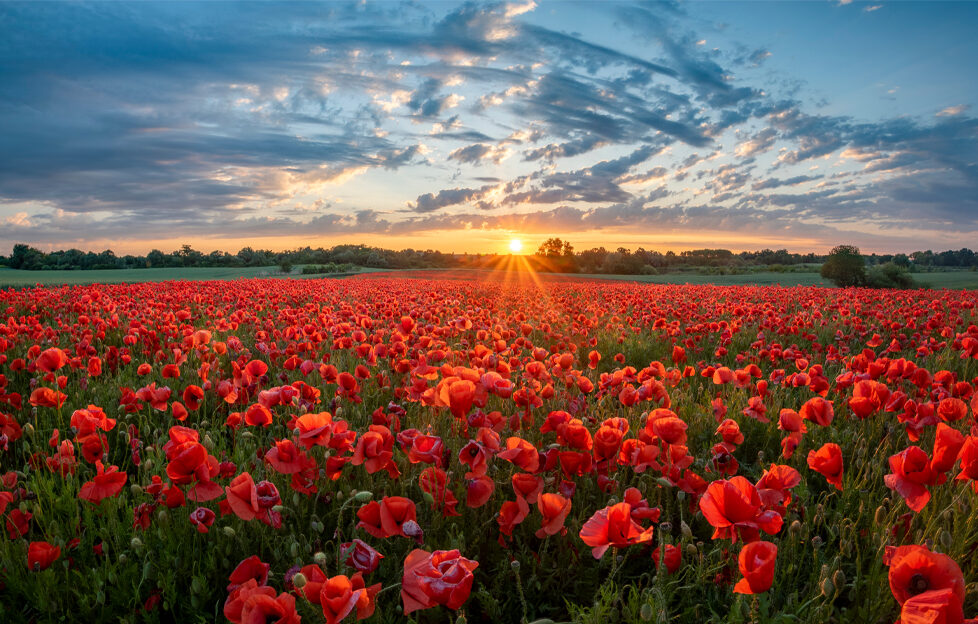Field of red poppies against a dramatic sunset