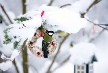 Green-backed tit bird feeding on bird feed wreath on a snowy branch