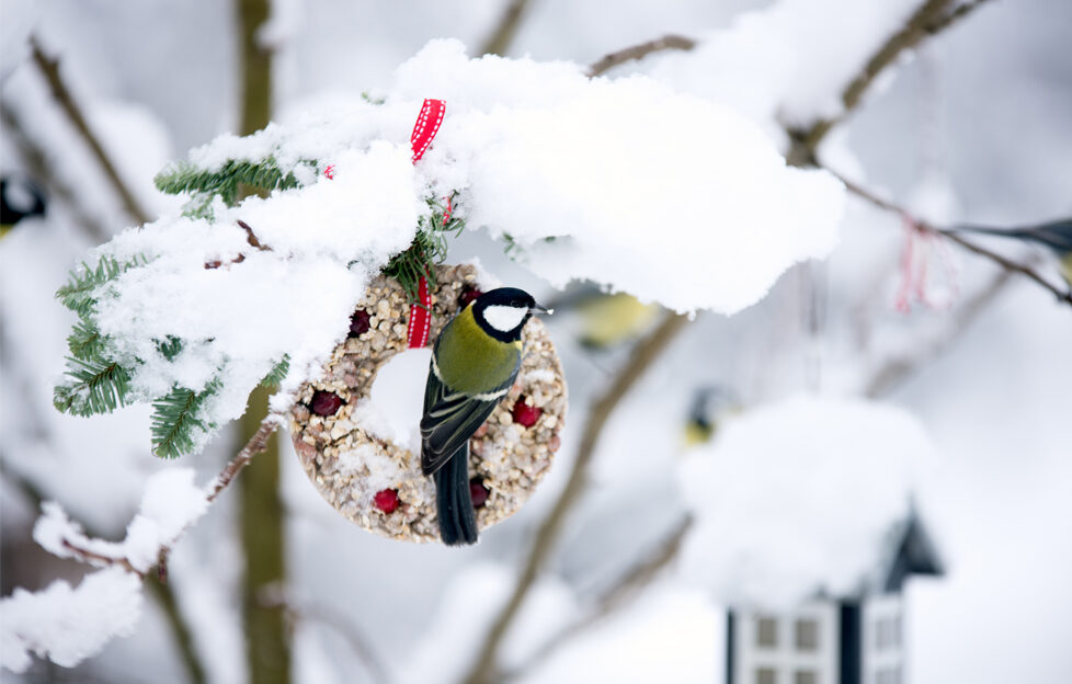 Green-backed tit bird feeding on bird feed wreath on a snowy branch
