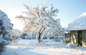 Garden covered din snow with big frosted tree in the centre and a shed on the right