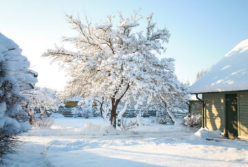 Garden covered din snow with big frosted tree in the centre and a shed on the right