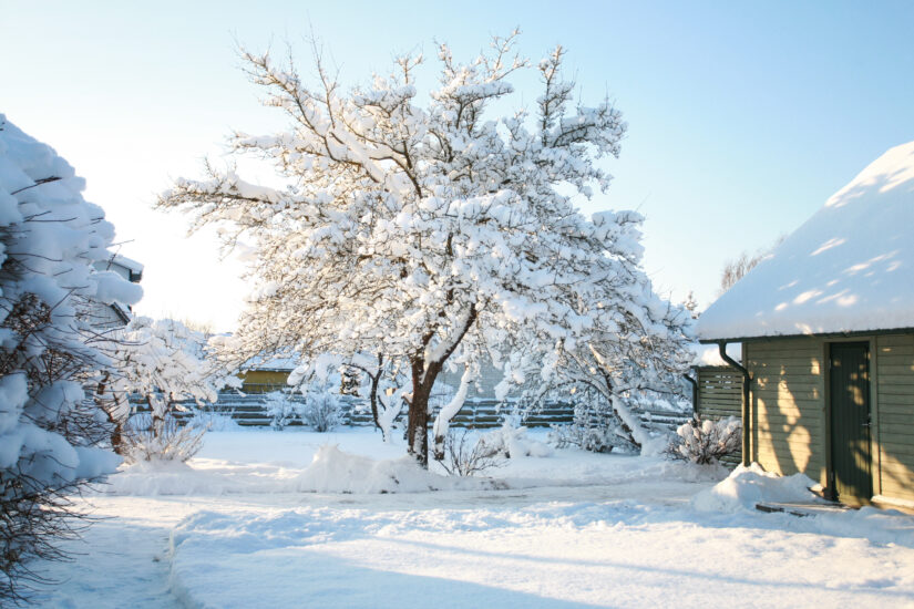 Garden covered din snow with big frosted tree in the centre and a shed on the right