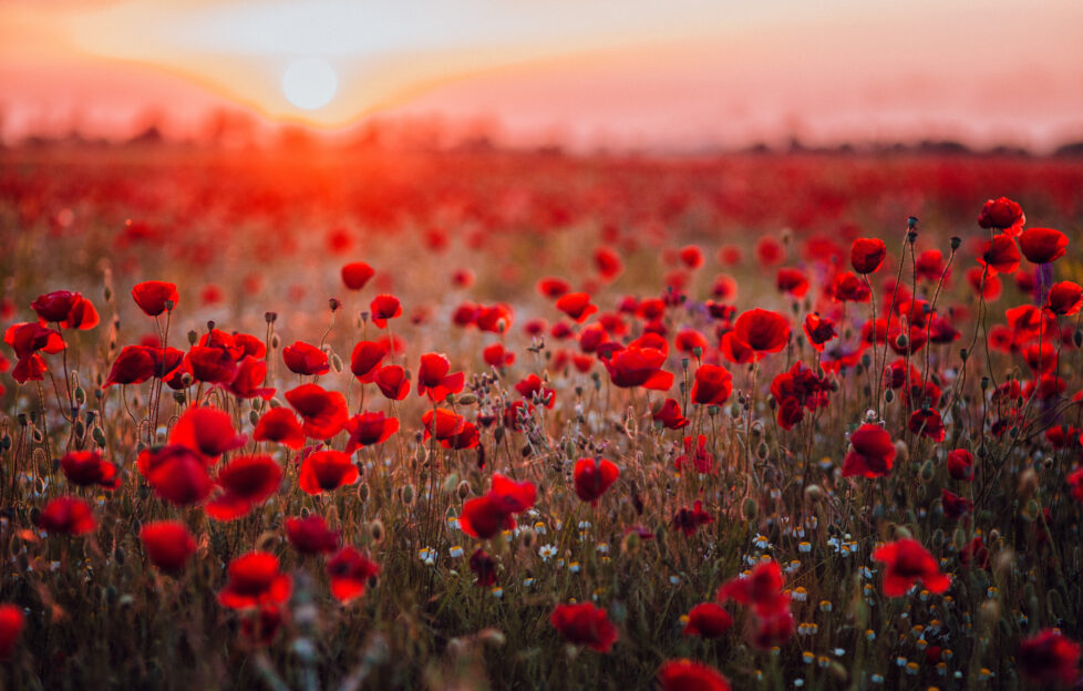 Field of red poppies.