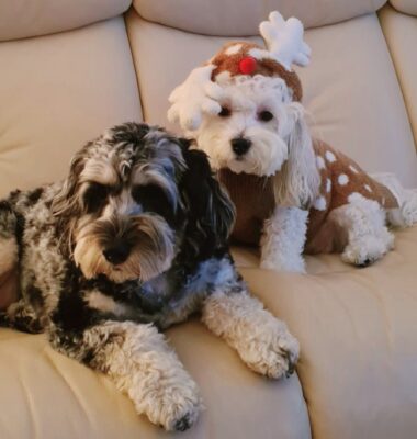 Nala the dog wearing a Christmas reindeer outfit with her friend dog