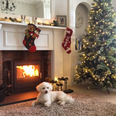 Buttons the dog sitting in front of a roaring fireplace by the Christmas tree