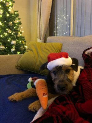 Roo the dog cuddled on the couch in a blanket, Santa hat with a carrot toy. 
