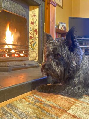 Teddy the dog sitting in front of the lit fireplace.