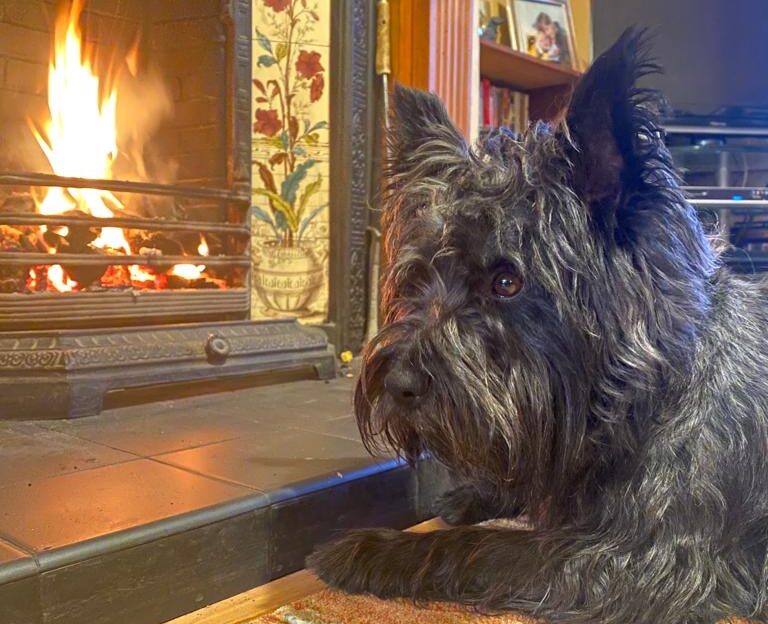 Teddy the dog sitting in front of the lit fireplace.