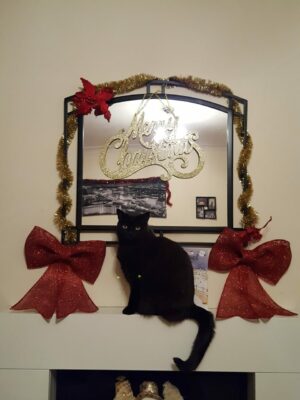 Milo the black cat sat on top of the fireplace in front of a mirror with surrounding Christmas ribbons and decorations